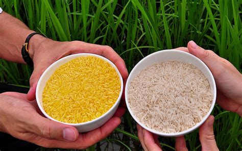 'Golden rice' GM trial vandalised in the Philippines.